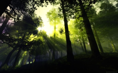 Ljus i skogen